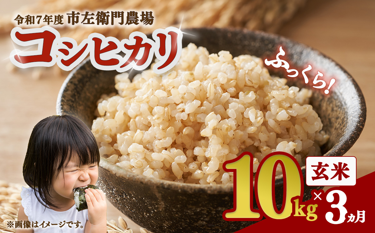 【お米定期便】令和7年産 市左衛門農場コシヒカリ玄米 10kg ×3回【 米 こめ こしひかり ご飯 玄米 10キロ 2025年産 茨城県産 茨城県 つくば市 】