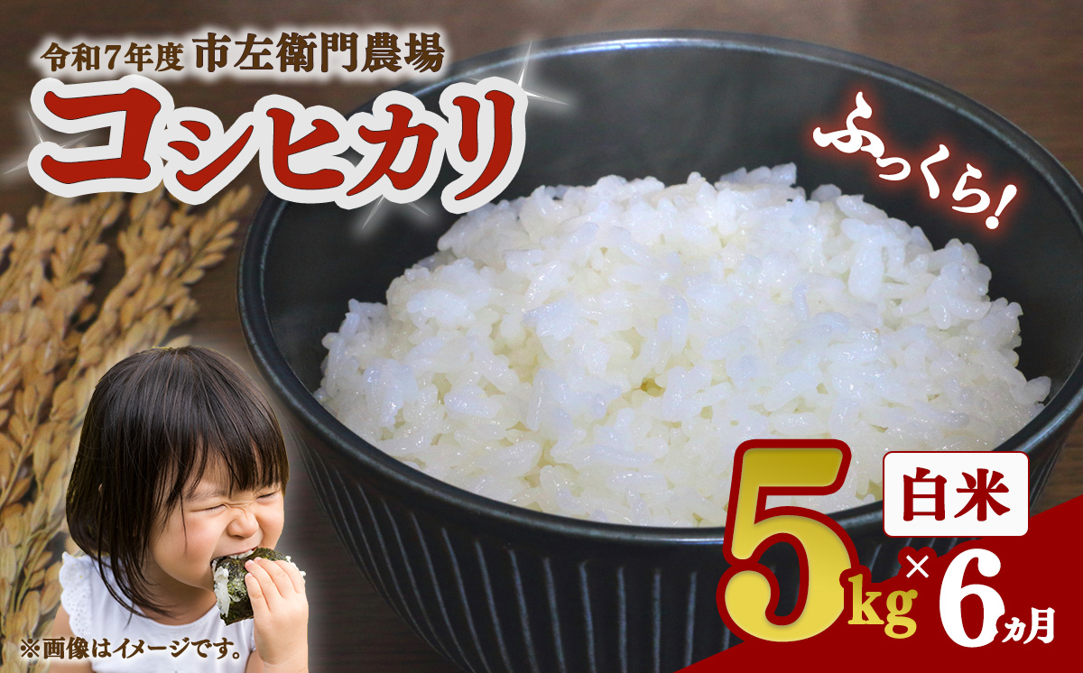 【お米定期便】令和7年産 市左衛門農場コシヒカリ5kg ×6回【 米 こめ こしひかり コシヒカリ ご飯 白米 精米 定期便 30kg 令和7年産 茨城県 つくば市 】
