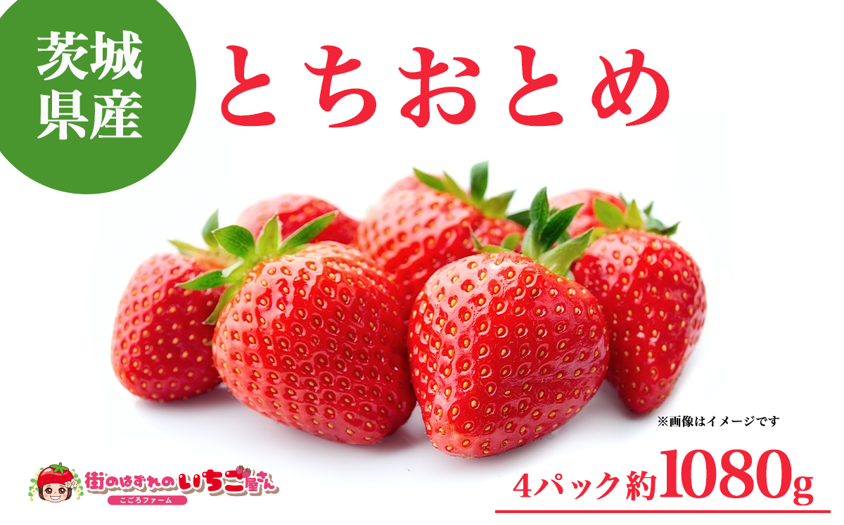 茨城県産とちおとめ 約1080g【 いちご イチゴ 苺 とちおとめ 果物 フルーツ 茨城県 つくば市 】
