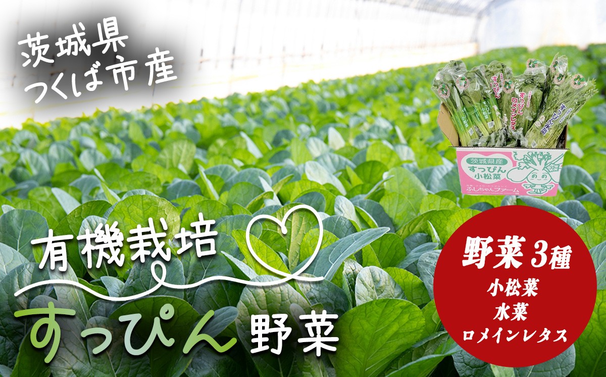 すっぴん有機やさいセット ( 小松菜 ・ 水菜 ・ ロメインレタス )【 茨城県 つくば市 小松菜 ロメインレタス 水菜 鍋 鍋もの 野菜 ベジタブル 有機野菜 有機栽培 無農薬 有機農業 オーガニック 自然 希少 】