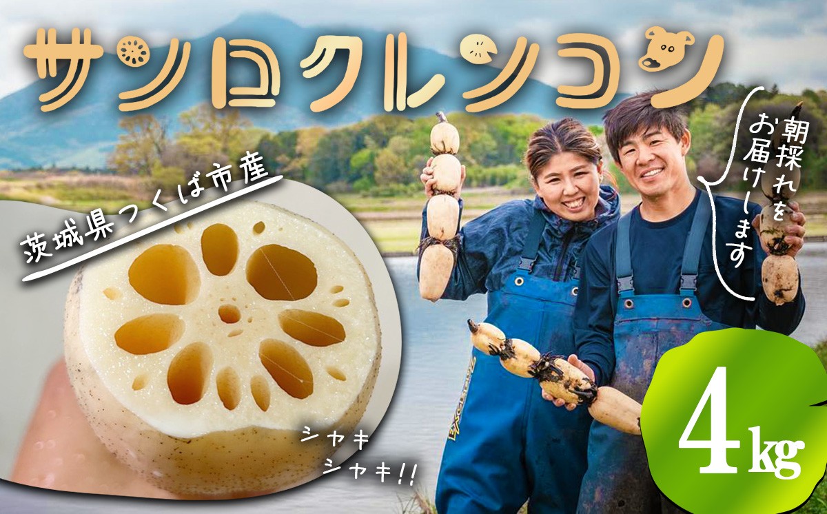 4kg 筑波山の麓で採れたサンロクレンコン 朝採れをすぐに発送