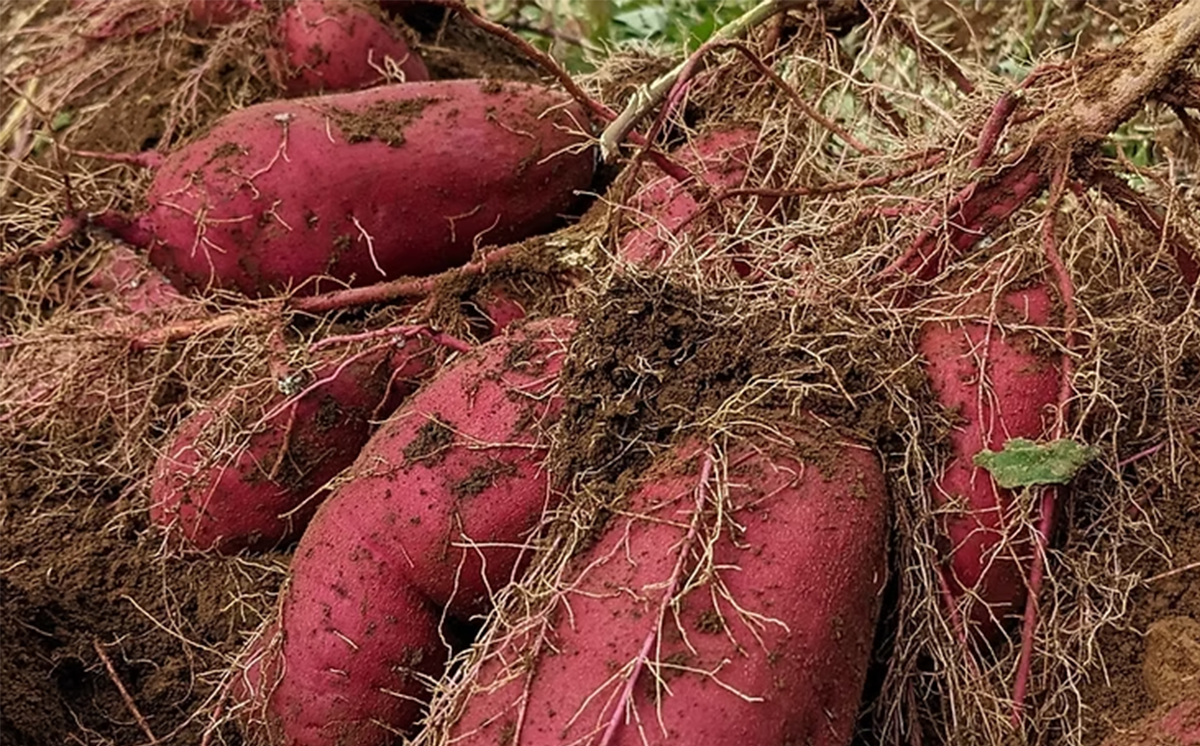  茨城県産 熟成さつまいも ( 紅はるか ) SS〜3Lサイズ訳アリ4.5kg ( 箱入り )【 紅はるか さつまいも サツマイモ おやつ スイーツ 甘味 デザート 訳アリ 訳あり 8000円 茨城県 つくば市 】