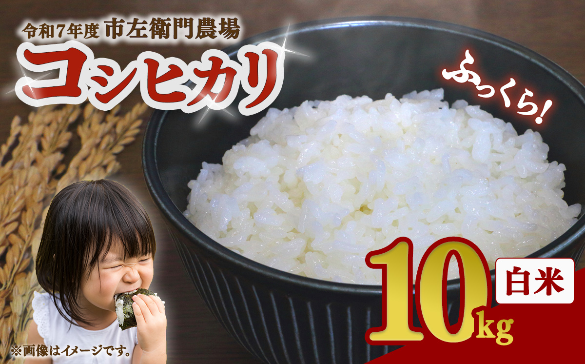令和7年産 市左衛門農場コシヒカリ10kg 【 米 こめ こしひかり コシヒカリ ご飯 白米 精米 10kg 令和7年産 茨城県 つくば市 】