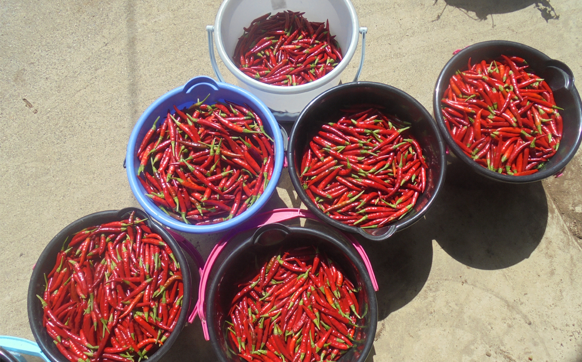 ãã³åäžå³ãšããããäžçŠæ¥ãšããŒã«ãŒåçŠäžå³ã»ããã èšåç ã€ãã°åž åèŸå äžå³ äžå³åèŸå å¡© çŠæ¥ã¿ãã 蟲è¬äžäœ¿çš ææ©æ œå¹ åœç£åèŸå åžå° 8000 äžå³åèŸå äžå³ ãã³ æºåž¯ ã®ãã èŽç ãåç£ ãæ£æ ã¢ã¯ã¢ããã¯ã¹ ã