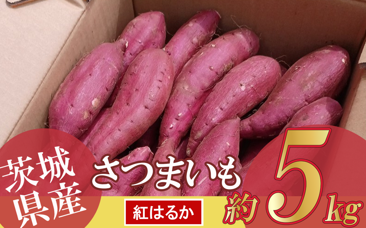 茨城県産 紅はるか 5kg【 茨城県 つくば市 芋 さつま芋 蜜いも 焼き芋 シルク 紅はるか しっとり 高糖度 先行予約 甘藷 】