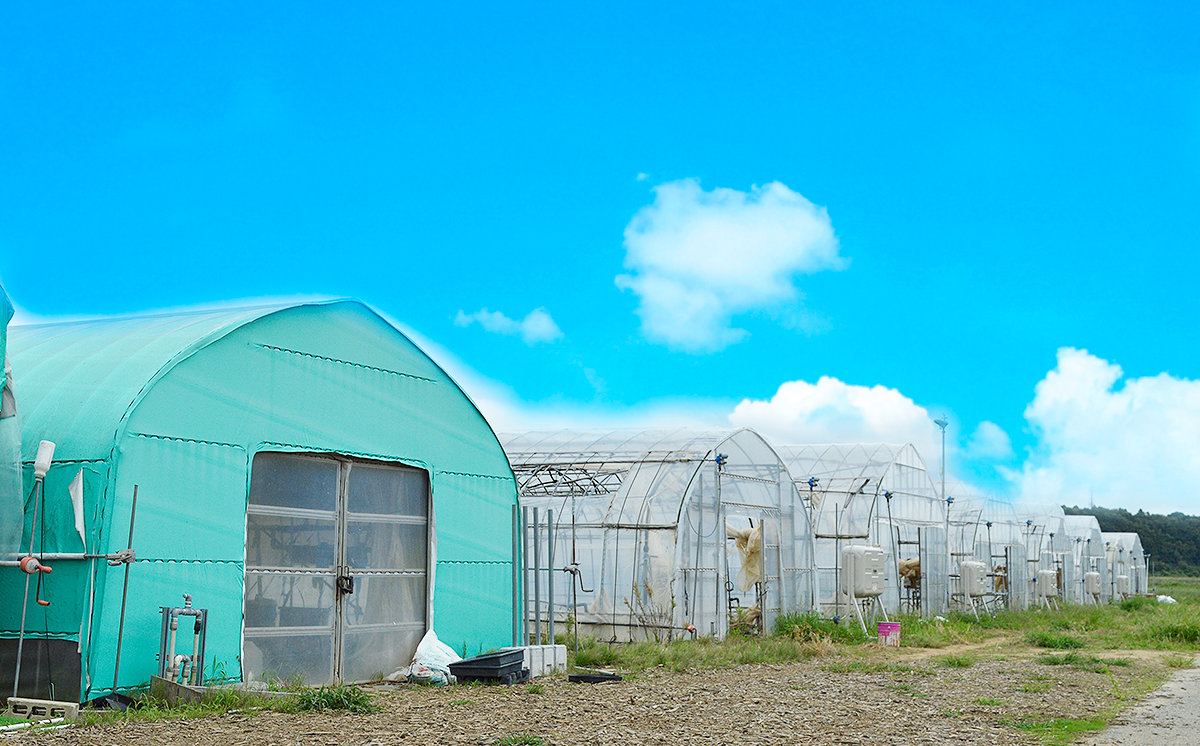 茨城県産とちおとめ 約540g【 いちご イチゴ 苺 とちおとめ 果物 フルーツ 茨城県 つくば市 】