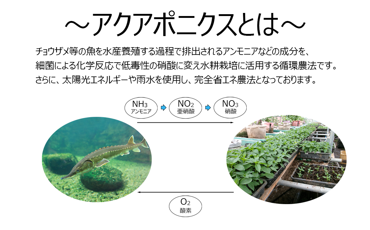 ãã³åäžå³ãšããããäžçŠæ¥ãšããŒã«ãŒåçŠäžå³ã»ããã èšåç ã€ãã°åž åèŸå äžå³ äžå³åèŸå å¡© çŠæ¥ã¿ãã 蟲è¬äžäœ¿çš ææ©æ œå¹ åœç£åèŸå åžå° 8000 äžå³åèŸå äžå³ ãã³ æºåž¯ ã®ãã èŽç ãåç£ ãæ£æ ã¢ã¯ã¢ããã¯ã¹ ã