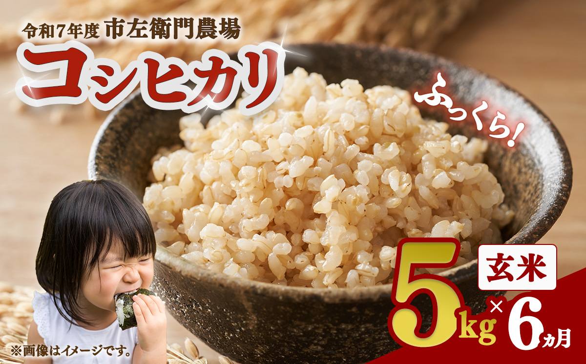 【お米定期便】令和7年産 市左衛門農場コシヒカリ玄米 5kg ×6回【 米 こめ こしひかり ご飯 玄米 5キロ 2025年産 茨城県産 茨城県 つくば市 】