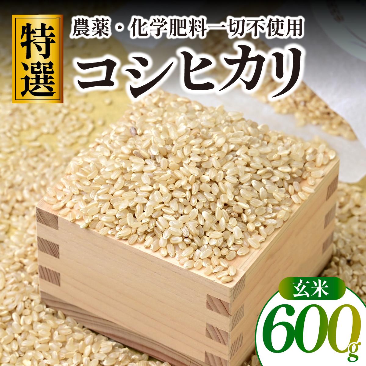 【特別栽培米】コシヒカリ　茨城県産　玄米　600g　ギフトにおすすめ【1670037】