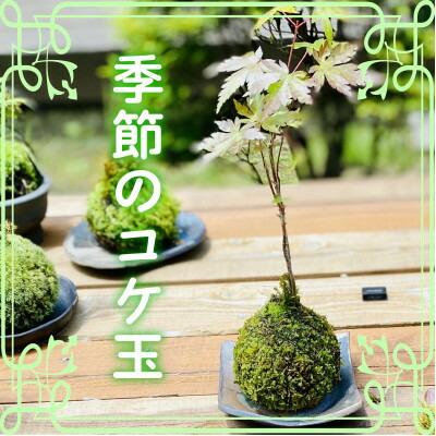 【先行受付・5月以降順次発送】季節の手作りコケ玉　インテリアやプレゼントにもピッタリ【1617467】