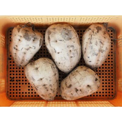 まわる干しいも1〈たまゆたか焼酎〉【1439251】