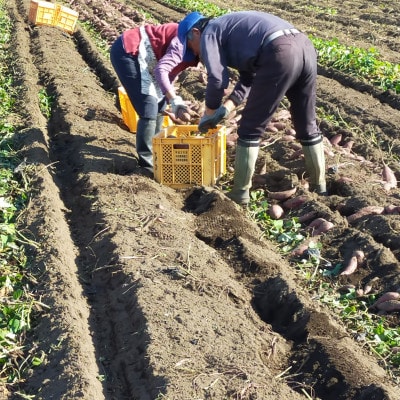 【2kg】ほしいも平干し『紅はるか』バラ詰め【1467906】