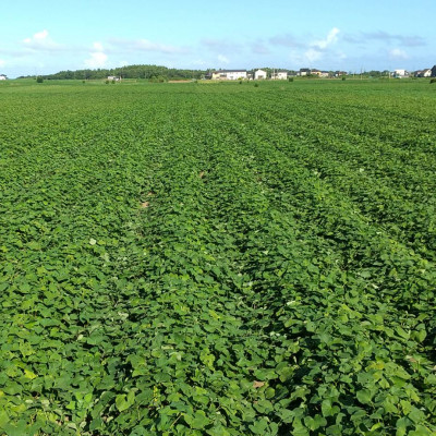 【新物】2月以降発送　ヒロファームの干しいも　1kg×1袋　平干し　べにはるか　茨城県ひたちなか産【1410748】