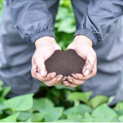 茨城県産 オカベファームの 干し芋 1kg(200g×5袋) あまみ熟成製法の 干しいも をお届け【1338665】