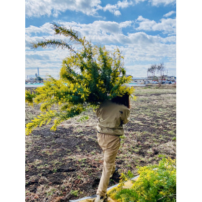 (3月発送)ミモザのバスケットアレンジ【限定品】おしゃれなお花をインテリア・壁飾り・プレゼント に!【配送不可地域：離島】【1581813】