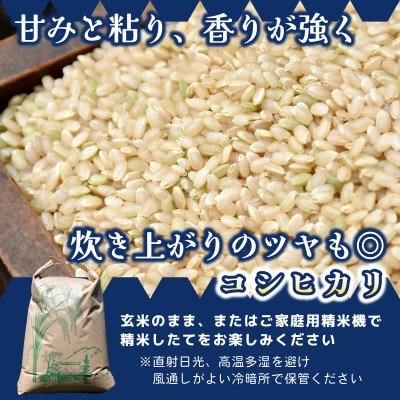 【先行予約・9月以降順次発送】令和7年ひたちなか市産　コシヒカリ(玄米)【10kg】【1654187】