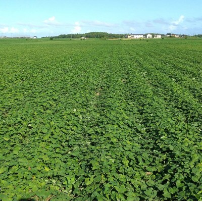 【訳あり】ヒロファームの茨城県ひたちなか産べにはるか　干しいも　切り落とし　400g×2袋【1714016】