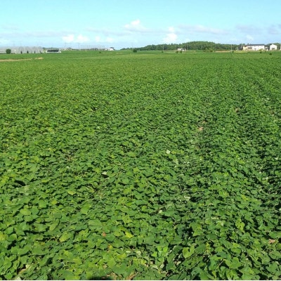 ヒロファーム　茨城県ひたちなか産べにはるか　干しいも「丸干し・平干し」各1kg×1袋【冷蔵便】【配送不可地域：離島】【1517019】