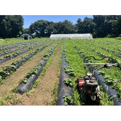 干しいも(紅はるか 1kg)詰め合わせ　☆天日干し、無添加☆【1700795】