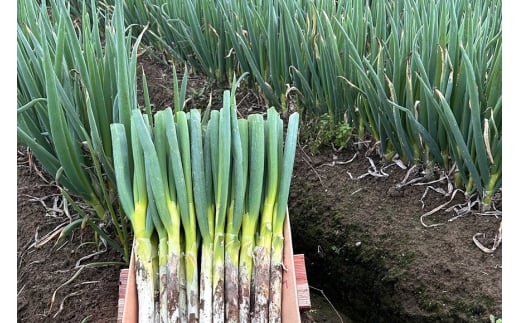 ããŸããè±äœ¿çš ã§ãããé€å 50å (10åÃ5ããã¯) èšåçç£ æSPFè± é¹¿å¶ãã³ ãªããŒãã¯ç£ãã¿ã éåç£ãã£ãã å³éžçŽ æäœ¿çš å·åé€å æšå³ãã£ã·ã ç°¡å調ç èšåç æœ®æ¥åž (A38-001)