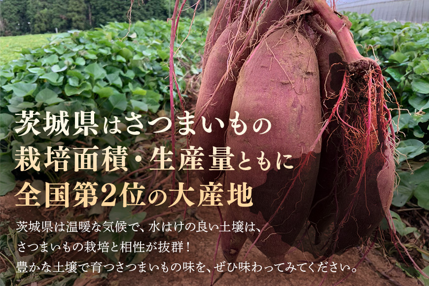 さつまいも 熟成紅はるか 約5kg 無選別(L〜Sサイズ) 茨城県産 ねっとり 甘い 焼き芋 大学芋 天ぷら 自然の甘み スイーツ 野菜 サツマイモ 茨城県 潮来市 (A52-003)
