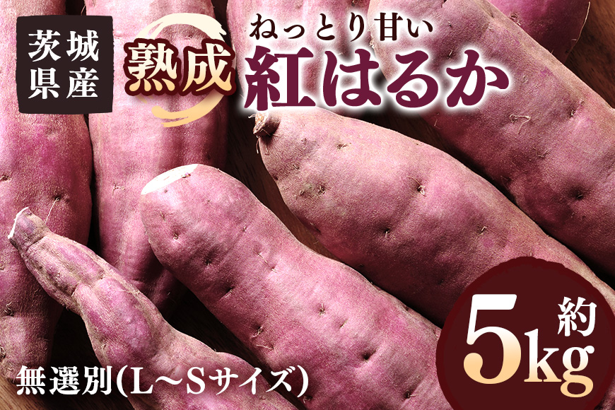 さつまいも 熟成紅はるか 約5kg 無選別(L〜Sサイズ) 茨城県産 ねっとり 甘い 焼き芋 大学芋 天ぷら 自然の甘み スイーツ 野菜 サツマイモ 茨城県 潮来市 (A52-003)