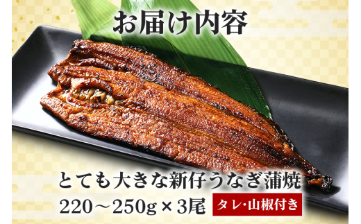 è¶
ç¹å€§!ãããã åœå
ç£ããªãè²çŒ 220ã250g 3å°Ÿ èš660gä»¥äž èåãžã¥ãŒã·ãŒ ãµã£ããæãã ãã©ã³ãé°»äœ¿çš ç§äŒã®ã¿ã¬ã»å±±æ€ä»ã 湯ç
ã§ç°¡å調ç ããªäžŒ ããªé èŽççš ã®ãã å·èµé
é åœç£ èšåç æœ®æ¥åž (A23-005)