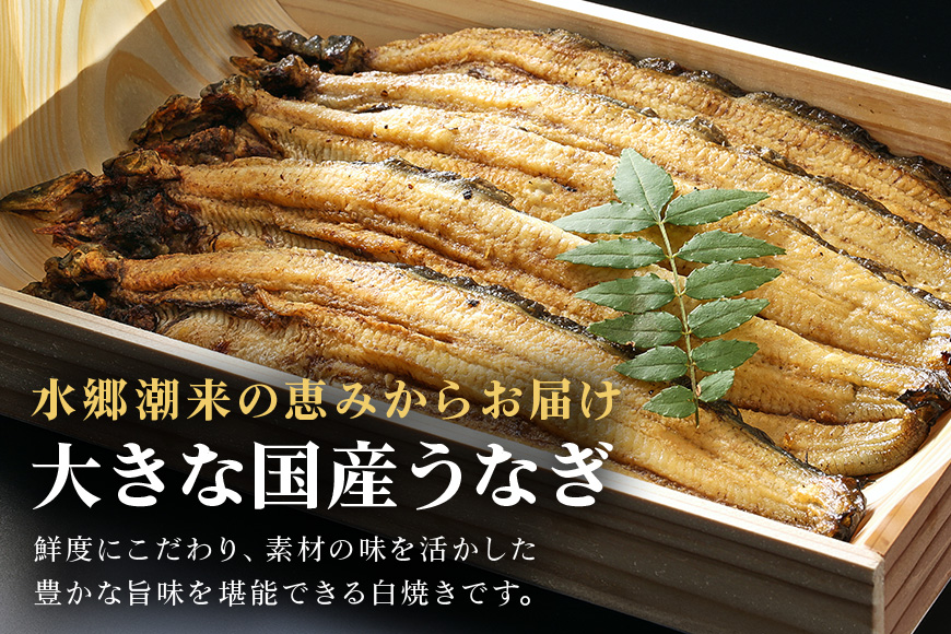 増田川魚店のうなぎ白焼【大5本】