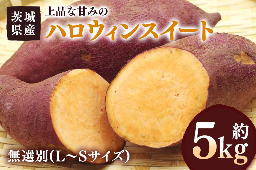 さつまいも ハロウィンスイート 約5kg 無選別(L〜Sサイズ) 茨城県産 カボチャ 風味 焼き芋 お菓子 ハロウィン 自然の甘み スイーツ 野菜 サツマイモ 茨城県 潮来市 (A52-005)