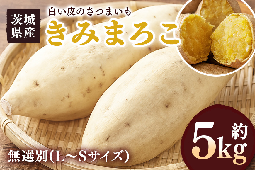 さつまいも きみまろこ 約5kg 無選別(L〜Sサイズ) 茨城県産 卵 黄身 肉色 まろやか 口当たり 焼き芋 お菓子 白い皮のさつまいも 自然の甘み スイーツ 野菜 サツマイモ 茨城県 潮来市 (A52-006)