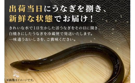 増田川魚店うなぎ白焼＜特上2本＞ うなぎ 白焼き 特上 2本 愛知県三河産 国産 ウナギ 鰻 しらやき タレ 山椒付き 炭火焼き 冷蔵便 贈答用 ギフト 家庭用 土用の丑 茨城県 潮来市 (A07-002)
