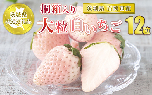 桐箱入り 大粒白いちご 12粒【茨城県共通返礼品 石岡市】 ※2025年12月上旬～中旬頃に順次発送予定