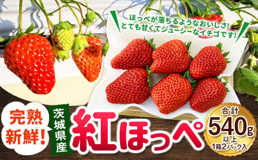 紅ほっぺ 1箱 2パック（合計540g以上） ※2025年1月上旬～4月下旬頃に順次発送 | いちご 苺 フルーツ 果物 くだもの 果実 完熟 冷蔵 守谷市産 茨城県 守谷市