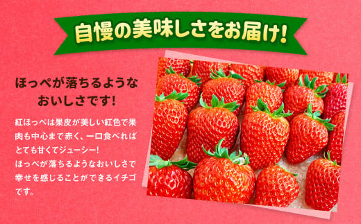 紅ほっぺ 1箱 2パック（合計540g以上） ※2025年1月上旬～4月下旬頃に順次発送 | いちご 苺 フルーツ 果物 くだもの 果実 完熟 冷蔵 守谷市産 茨城県 守谷市