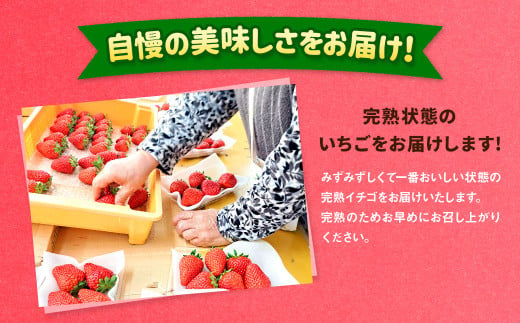 紅ほっぺ 1箱 2パック（合計540g以上） ※2025年1月上旬～4月下旬頃に順次発送 | いちご 苺 フルーツ 果物 くだもの 果実 完熟 冷蔵 守谷市産 茨城県 守谷市