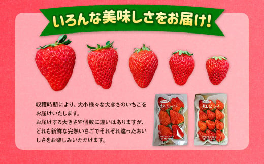 紅ほっぺ 1箱 2パック（合計540g以上） ※2025年1月上旬～4月下旬頃に順次発送 | いちご 苺 フルーツ 果物 くだもの 果実 完熟 冷蔵 守谷市産 茨城県 守谷市