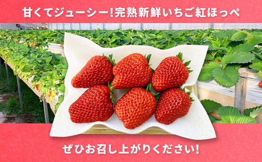 紅ほっぺ 1箱 2パック（合計540g以上） ※2025年1月上旬～4月下旬頃に順次発送 | いちご 苺 フルーツ 果物 くだもの 果実 完熟 冷蔵 守谷市産 茨城県 守谷市