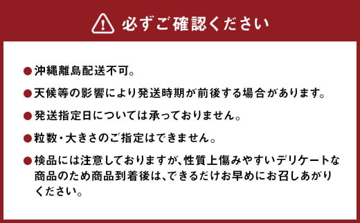 紅ほっぺ 1箱 2パック（合計540g以上） ※2025年1月上旬～4月下旬頃に順次発送 | いちご 苺 フルーツ 果物 くだもの 果実 完熟 冷蔵 守谷市産 茨城県 守谷市