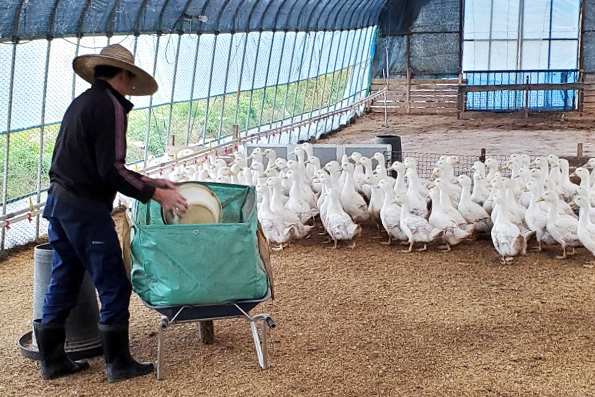 茨城県稲敷市産合鴨【常陸鴨】ロースステーキカット (冷凍) 約300gから350g｜国産 ブランド 鴨肉 合鴨 鴨 料理 鳥肉 かも肉 国産合鴨 [1994]