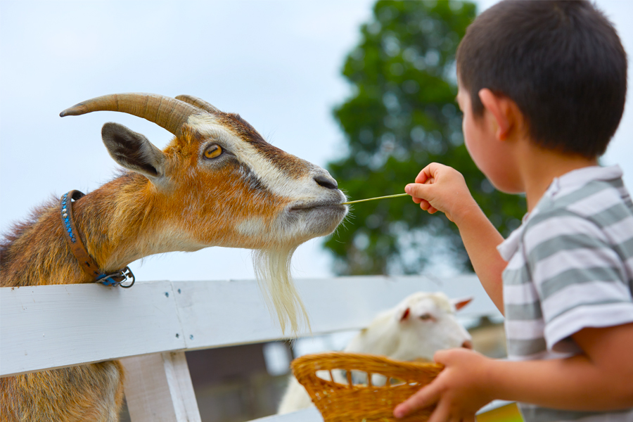 こもれび森のイバライド 入園招待券 2枚セット｜シルバニア 動物ふれあい牧場 作る体験ビレッジ バーベキュー 子供 ファミリー テーマパーク 入場券 入園券 [1057]