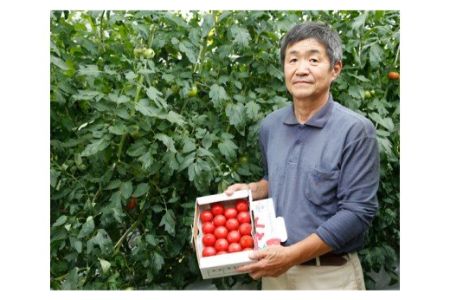 根本さん家のこだわりフルーツトマト 約2kg｜甘い 大玉 とまと フルーツ 糖度 [1993]