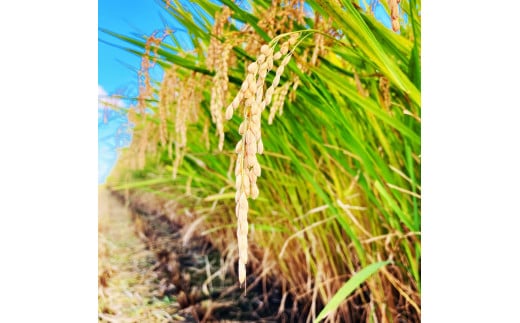 【令和5年産】もっちりあまあま！茨城県産 ブランド米 ミルキークイーン 白米5kg [0676]