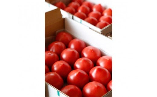 根本さん家のこだわりフルーツトマト 約2kg [0870]