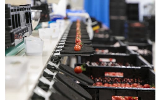 OSMIC FIRST PRINCESS 4箱セット トマト フルーツトマト ミニトマト 甘い 糖度 オスミック 高級 贈答 ギフト プレゼント [0513]