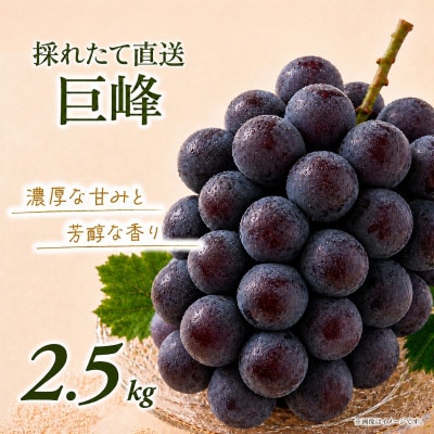 訳あり 巨峰 約2.5kg【2026年発送】茨城県産フルーツ 人気のぶどう【配送不可地域：離島・沖縄県】【1751123】