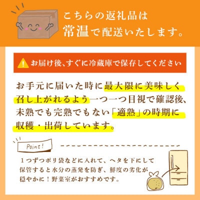 新高 梨 5kg 8〜12玉 予約受付 梨 なし 甘い かすみがうら市【配送不可地域：離島・沖縄県】【1743817】