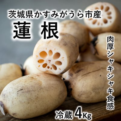 肉厚でシャキシャキの食感と甘みが特徴　　掘りたて れんこん　4Kg(4〜7本)【配送不可地域：離島】【1336120】