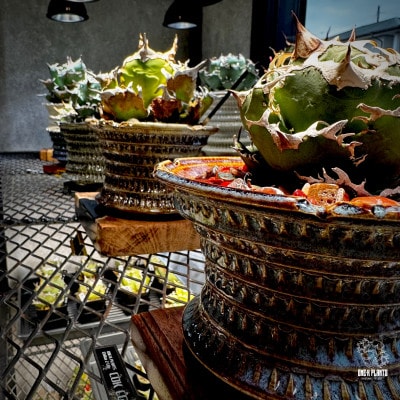 ONE-K PLANTS - ギフト券 - 10,000円【1614151】