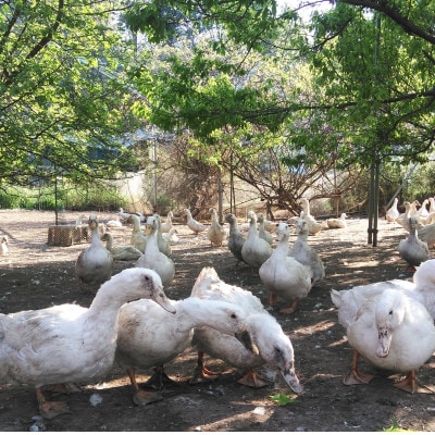 鴨鍋の素2人前  鴨スープ500gと鴨モモ肉1羽分(400〜450g)のセット【配送不可地域：離島】【1577229】