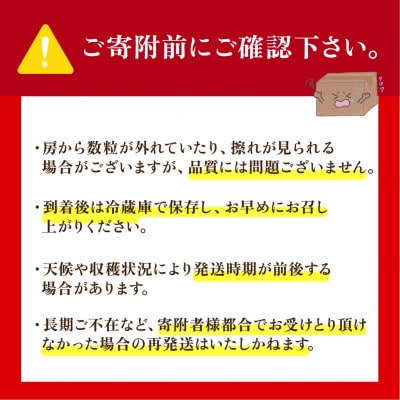 ã·ã£ã€ã³ãã¹ã«ãã çŽ1.4kg (2æ¿)ã2026幎çºéãèšåçç£ãã«ãŒã 人æ°ã®ã¶ã©ããé
éäžå¯å°åïŒé¢å³¶ã»æ²çžçãã1751122ã